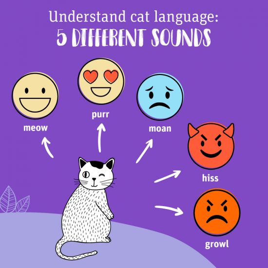 Decoding Cat Body Language